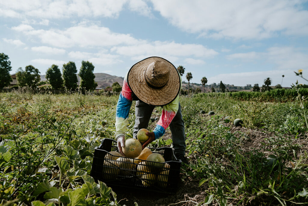 In the field harvesting melons.