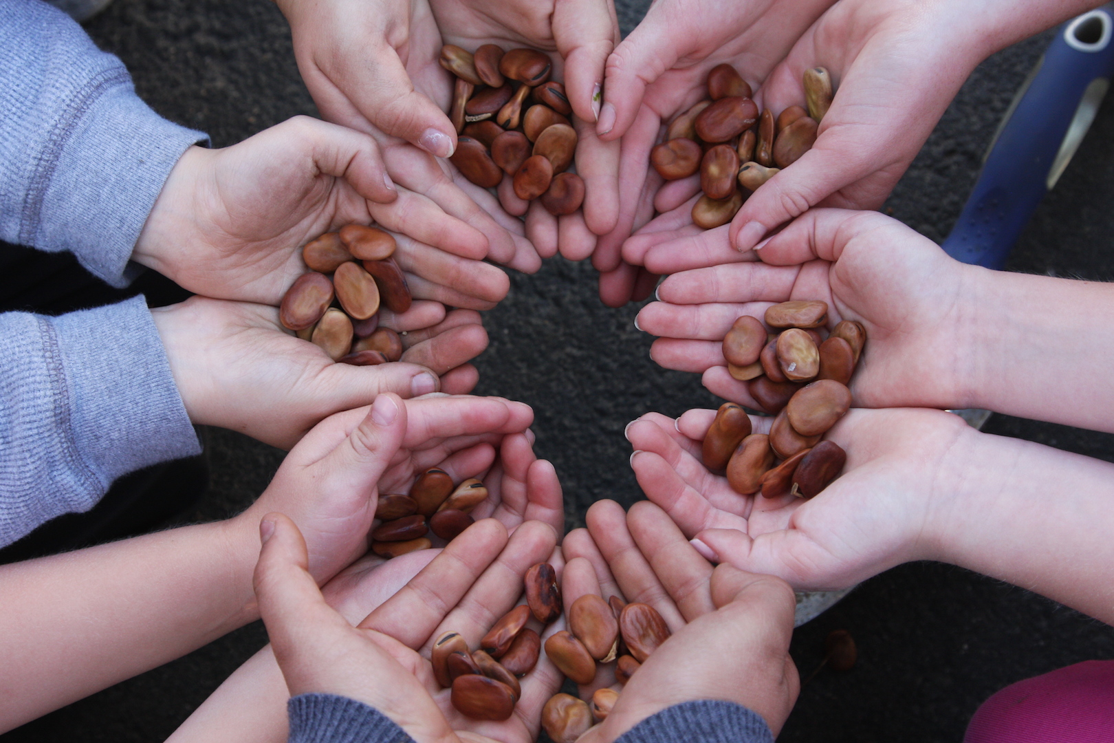 Children holding seeds