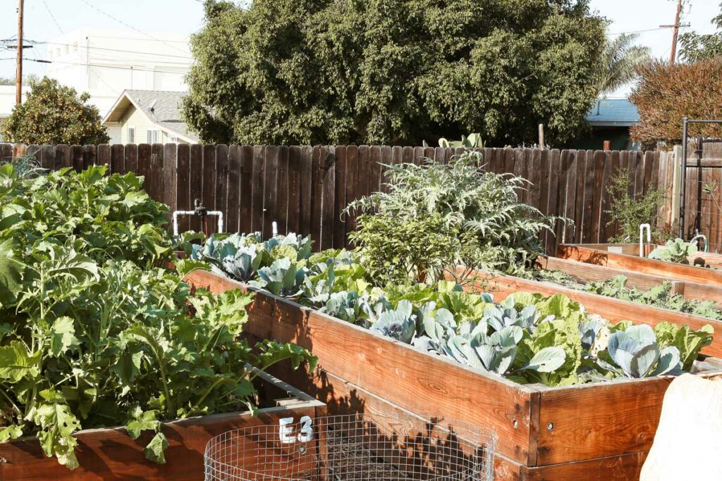 Backyard garden with raised beds.