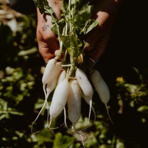 White radish held in hand in one bunch by green stems.