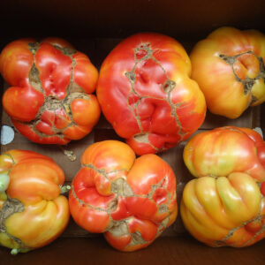 Striped German tomatoes in box.
