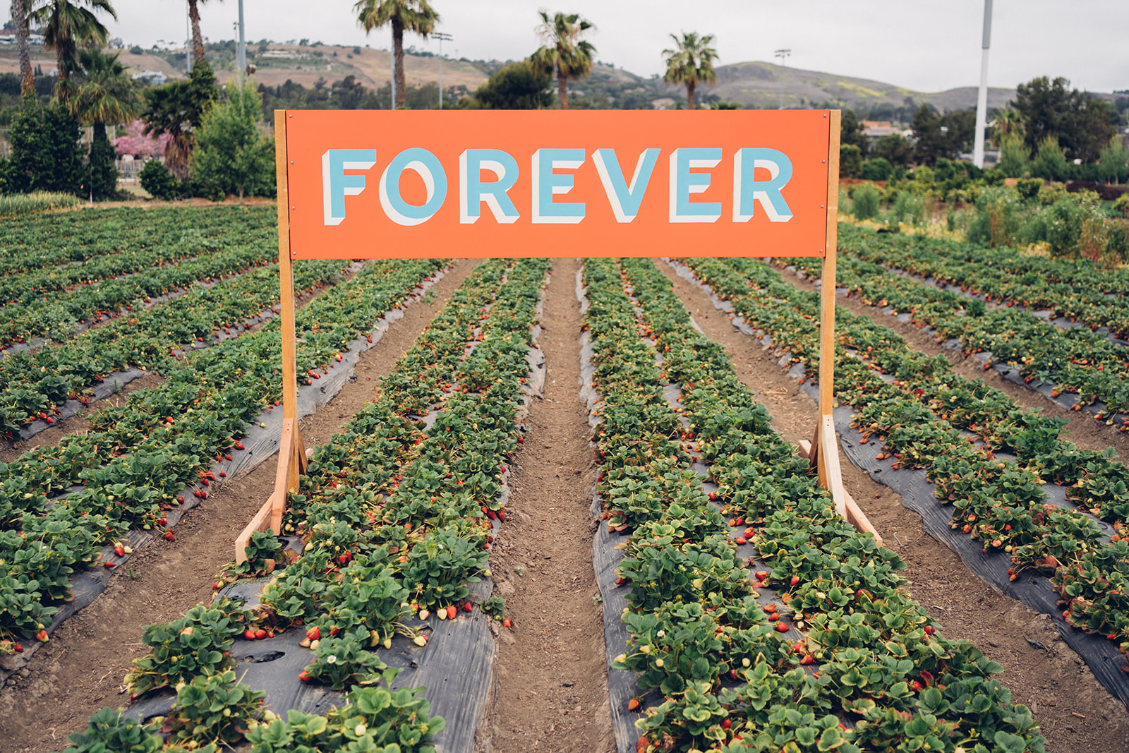 Sign with the word forever in the middle of strawberry field.