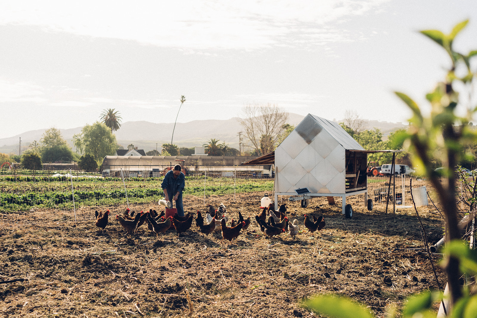 Farmer feeding chickens on farm.