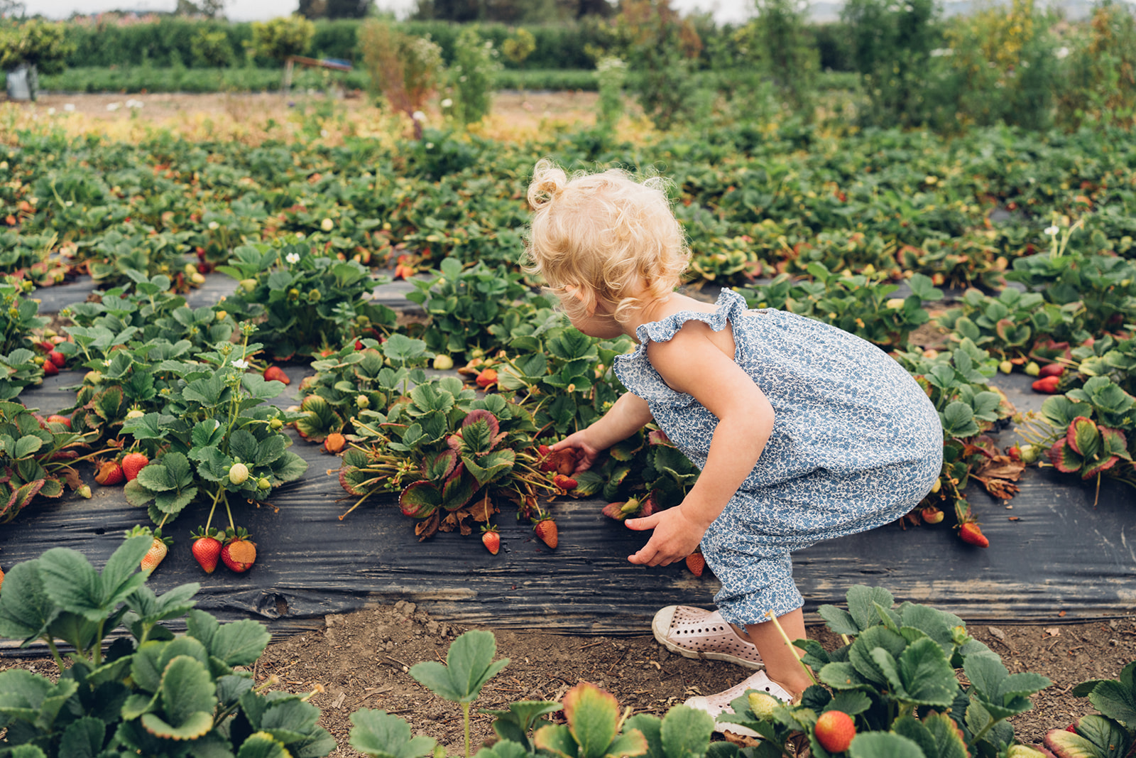 Toddler bending over to pick strawberry in the fields.