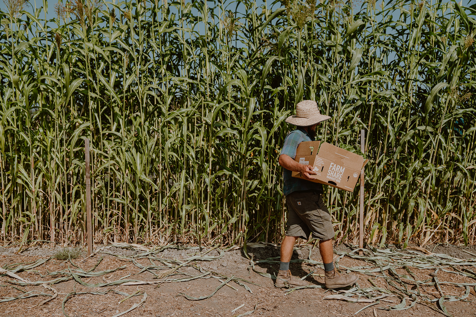 Farmer walking amongst corn with produce box.