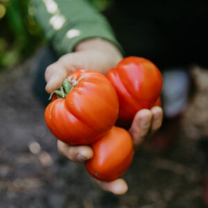 Brandywine Tomato in hand of farmer.