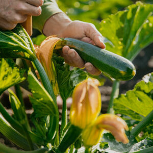 Dunja squash being harvested by farmer.