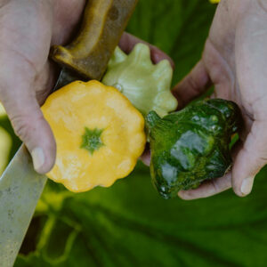 Patty pan squash in hands.