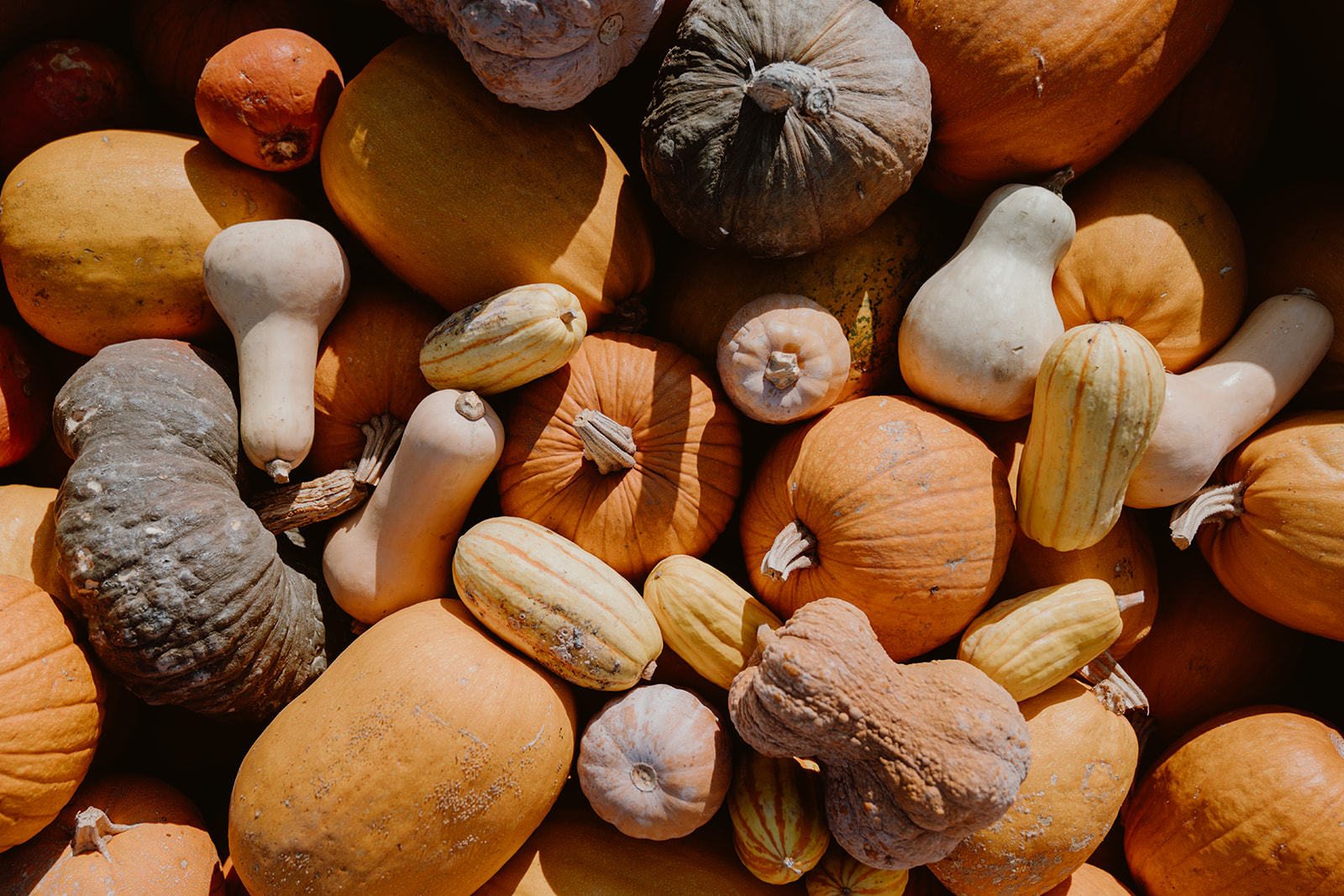 Various kinds of winter squash in a pile.