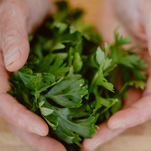 Parsley in palm of hands