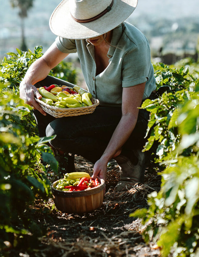 Woman kneeling in a field with freshly picked peppers in a basket.