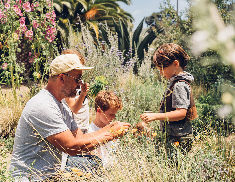 A man in a field with three children showing them details about the regional plant life.