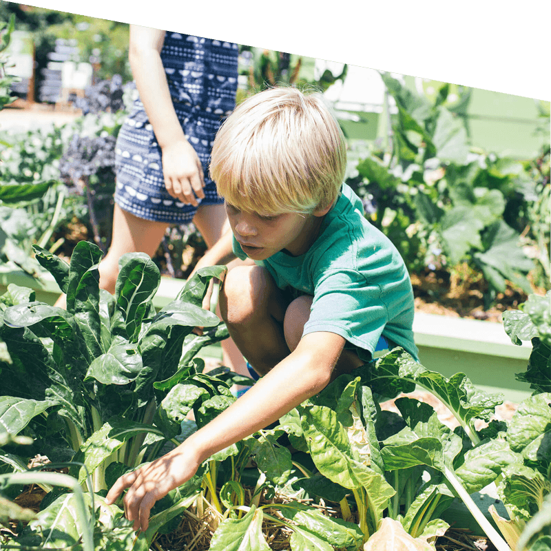 Child explores a leafy green garden.