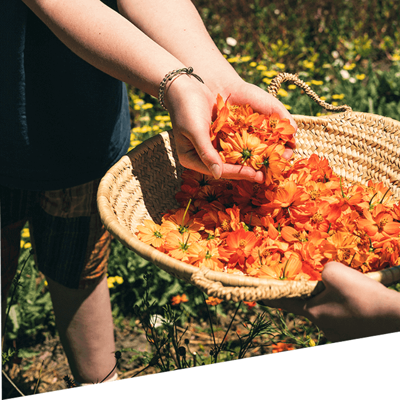 Two hands dip into a basket full of organic orange flowers.